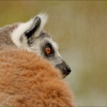 NIKON D7100 Marie PHOTOGRAPHY f/6.3 1/800sec ISO-500 500mm NIKON D7100 Marie PHOTOGRAPHY f/6.3 1/800sec ISO-500 500mm