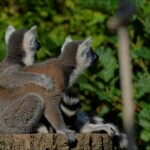 NIKON D7100 Marie PHOTOGRAPHY f/6 1/6400sec ISO-400 210mm NIKON D7100 Marie PHOTOGRAPHY f/6 1/6400sec ISO-400 210mm