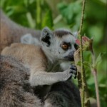 NIKON D7100 Marie PHOTOGRAPHY f/6.3 1/2000sec ISO-800 380mm NIKON D7100 Marie PHOTOGRAPHY f/6.3 1/2000sec ISO-800 380mm