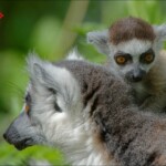 NIKON D7100 Marie PHOTOGRAPHY f/6.3 1/1600sec ISO-800 500mm NIKON D7100 Marie PHOTOGRAPHY f/6.3 1/1600sec ISO-800 500mm