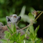 NIKON D7100 Marie PHOTOGRAPHY f/10 1/640sec ISO-800 500mm NIKON D7100 Marie PHOTOGRAPHY f/10 1/640sec ISO-800 500mm