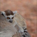 NIKON D7100 Marie PHOTOGRAPHY f/6.3 1/2000sec ISO-800 500mm NIKON D7100 Marie PHOTOGRAPHY f/6.3 1/2000sec ISO-800 500mm