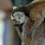 NIKON D7100 Marie PHOTOGRAPHY f/6 1/400sec ISO-800 240mm NIKON D7100 Marie PHOTOGRAPHY f/6 1/400sec ISO-800 240mm