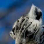 NIKON D7100 Marie PHOTOGRAPHY f/6.3 1/1250sec ISO-400 500mm NIKON D7100 Marie PHOTOGRAPHY f/6.3 1/1250sec ISO-400 500mm