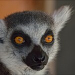 NIKON D7100 Marie PHOTOGRAPHY f/6.3 1/400sec ISO-1600 500mm NIKON D7100 Marie PHOTOGRAPHY f/6.3 1/400sec ISO-1600 500mm