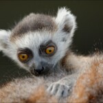 NIKON D7100 Marie PHOTOGRAPHY f/6.3 1/800sec ISO-720 500mm NIKON D7100 BARTET Marie-France tous droits reserves. f/6.3 1/800sec ISO-720 500mm