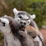 NIKON D7100 Marie PHOTOGRAPHY f/5 1/500sec ISO-200 78mm NIKON D7100 BARTET Marie-France tous droits reserves. f/5 1/500sec ISO-200 78mm