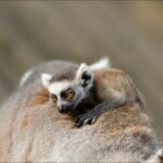 NIKON D7100 Marie PHOTOGRAPHY f/6.3 1/800sec ISO-360 500mm NIKON D7100 BARTET Marie-France tous droits reserves. f/6.3 1/800sec ISO-360 500mm