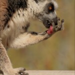 NIKON D7100 Marie PHOTOGRAPHY f/6 1/1000sec ISO-200 240mm NIKON D7100 BARTET Marie-France tous droits reserves. f/6 1/1000sec ISO-200 240mm