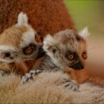 NIKON D7100 Marie PHOTOGRAPHY f/6.3 1/800sec ISO-360 500mm NIKON D7100 BARTET Marie-France tous droits reserves. f/6.3 1/800sec ISO-360 500mm