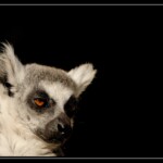 NIKON D7100 Marie PHOTOGRAPHY f/6 1/500sec ISO-200 240mm NIKON D7100 Marie PHOTOGRAPHY f/6 1/500sec ISO-200 240mm